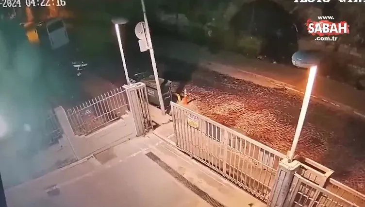 İstanbul’da başıboş köpekler adamı parçalayarak öldürdü! Otopsi raporunda korkunç detaylar!