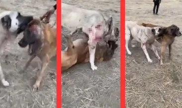 Yer Çankırı: Köpekleri öldüresiye dövüştürdüler!