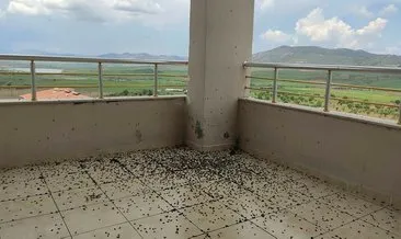 Evin balkonunda görülen kara böceklere inceleme