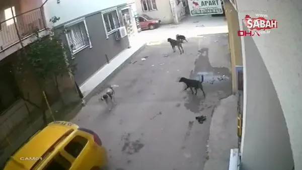 İzmir'de taksinin üzerinden geçtiği yavru köpeğin çığlıkları yürek sızlattı | Video