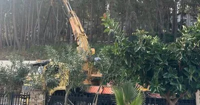 Alanya’da ağaç katliamı #antalya