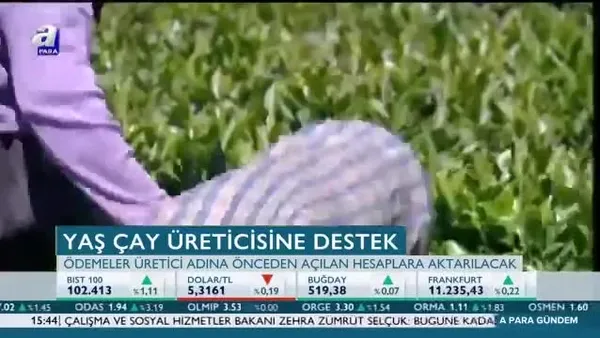 Yaş çay destekleme ödemeleri başlıyor!