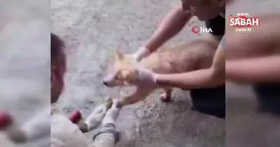 Hakkari’de sıcaktan eriyen asfalta yapışan yavru köpeğin kurtarılma anı kamerada | Video