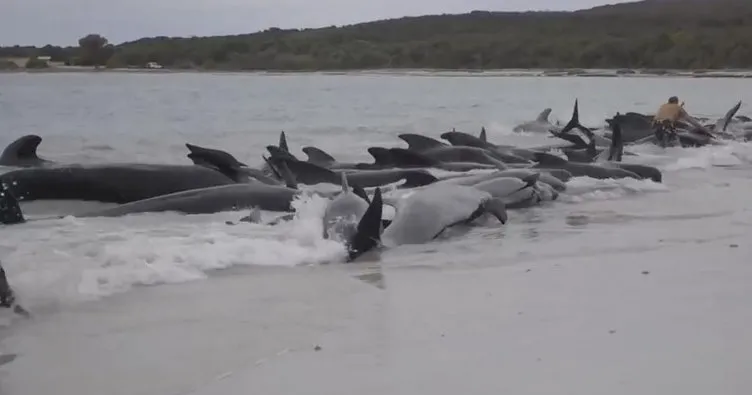 Avustralya’da balinalar kıyıya vuruyor