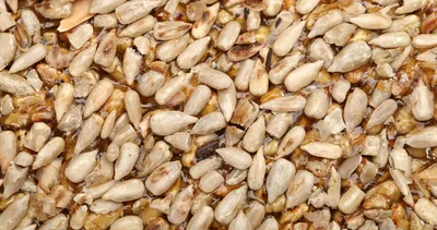 Günde 1 porsiyonu kansızlığa deva oluyor! Demir depolarını dolduruyor