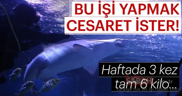 En tehlikeli görev! Köpek balıklarını elleriyle besliyorlar...