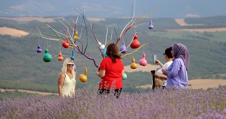 Lavanta festivalinde renk cümbüşü