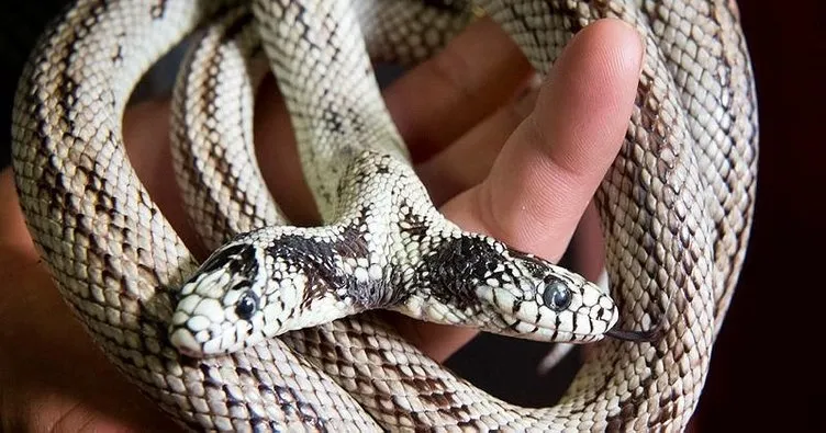 İşte çift başlı Tom ve Jerry