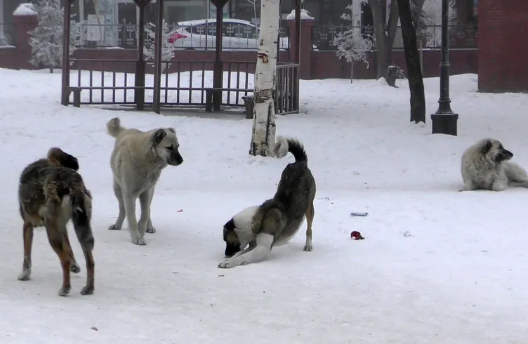 Sibirya soğukları Göle’yi esir aldı