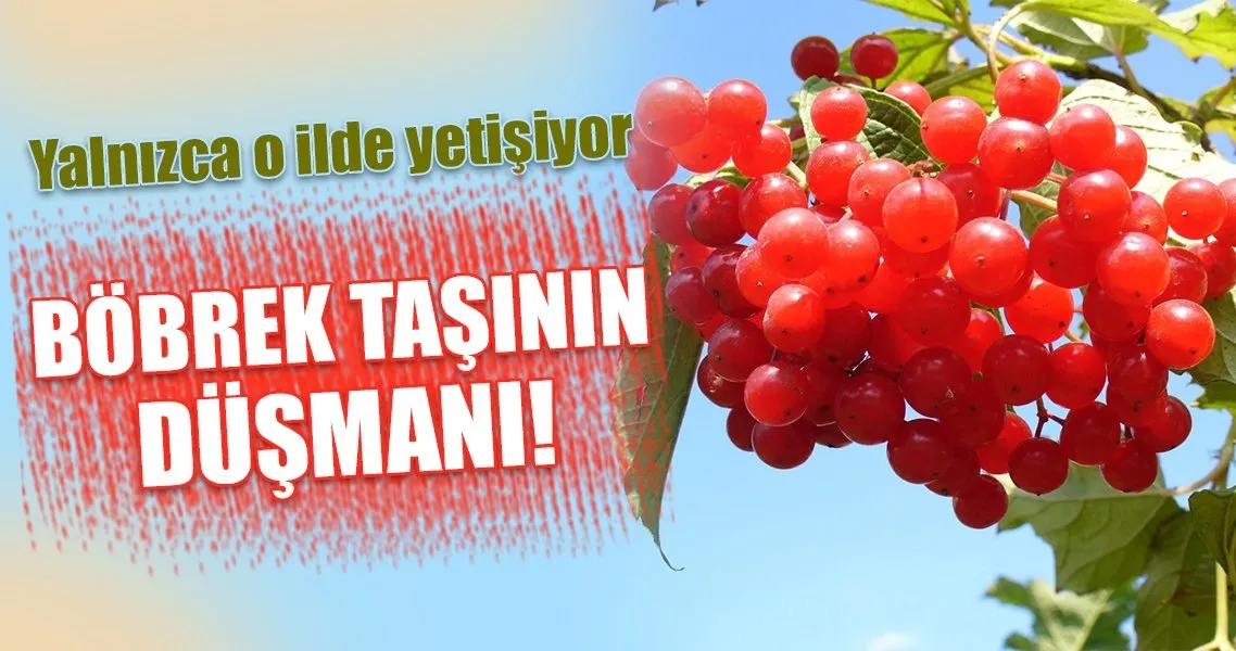 Bobrek Tasinin Dusmani Gilaburu Kadin Haberleri