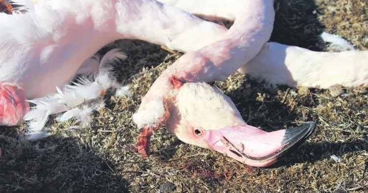 Akgöl Sazlığı’nda flamingo katliamı