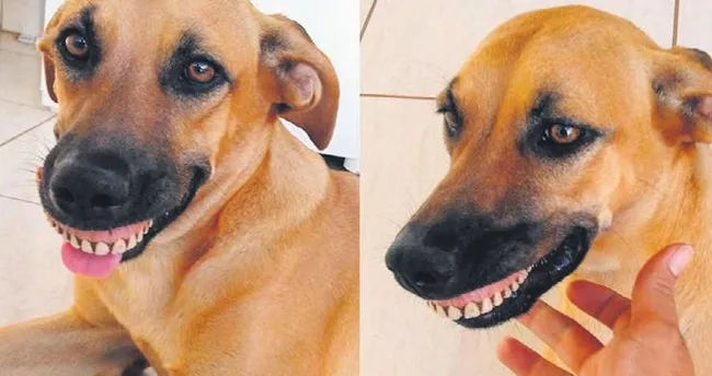Sürekli gülen köpeğin sırrı