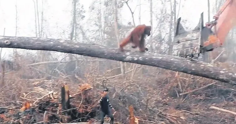 Orangutan iş makinesine karşı direndi