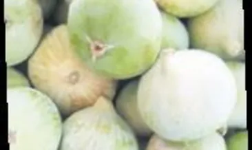 İncirde 7 bin ton rekolte bekleniyor