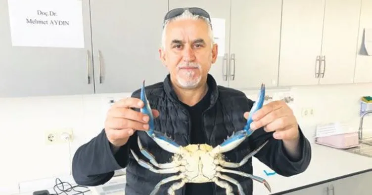 Mavi yengeç Karadeniz’de
