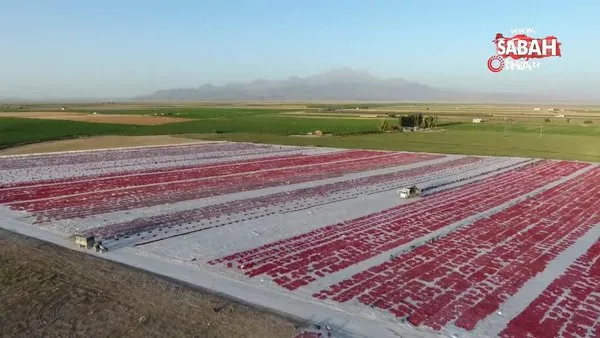 Erciyes'in etekleri kırmızıya boyandı | Video