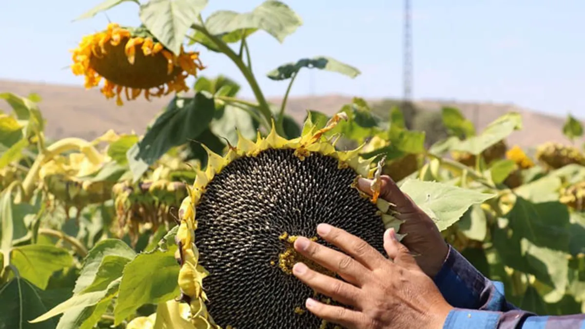 TİGEM 1600 ton yağlık ayçiçeğini satışa çıkarıyor