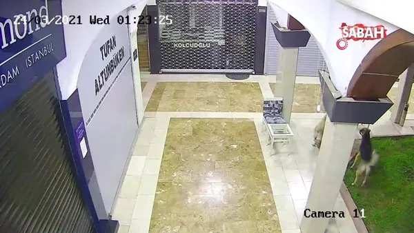 Yavrusuna saldıran 3 köpeği böyle kovaladı | Video