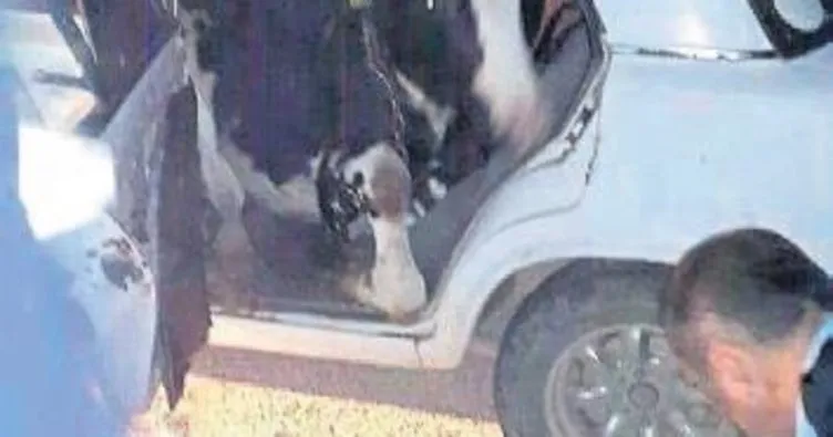 Çalıntı inek arka koltukta bulundu