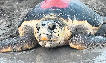 90 deniz kaplumbağası uydu takibinde