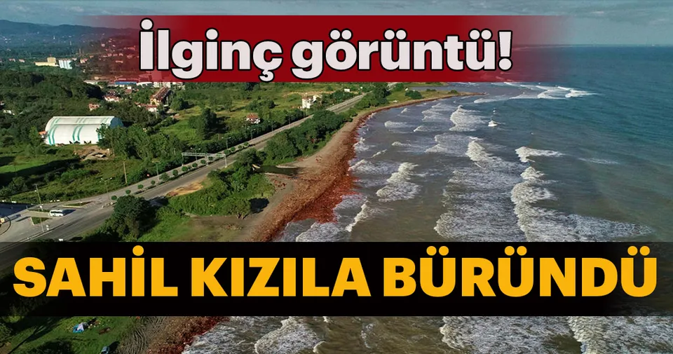 Ordu Sahili Kizila Burundu En Son Haber