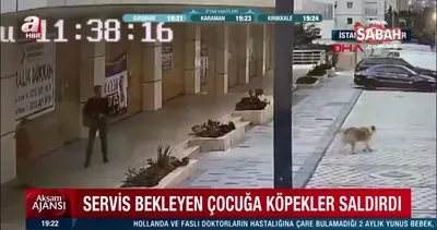 İstanbul Avcılar’da servis bekleyen çocuğa köpekler saldırdı | Video