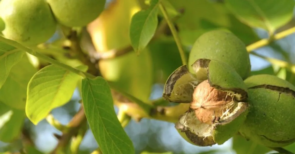 ceviz agaci sulama ve gubreleme