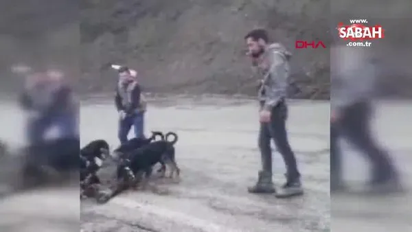 Denizli'de tepki çeken vahşet! Yavru domuzu av köpeklerine parçalatan avcılar kamerada | Video