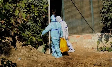 Japonya’da kuş gribi paniği: Yüz binlerce tavuk itlaf edilecek