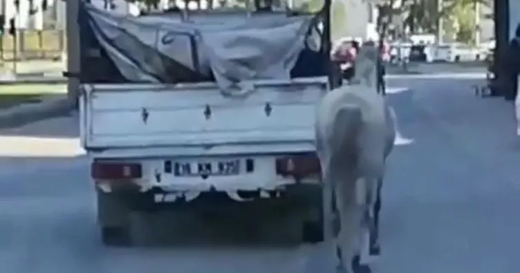 Atı kamyonetin arkasına bağlayıp koşturdu