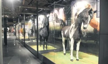 Dünyada tek savaş atları müzesi Sivas’ta açılıyor #istanbul