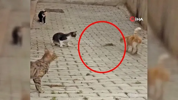 Son dakika haberi: Hatay'da bir farenin 4 kediyi birden rezil ettiği anların videosu sosyal medyada olay oldu | Video
