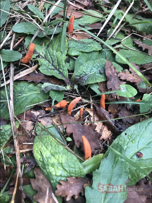 Çin’de binlerce yıldır geleneksel tıpta kullanılıyordu! Zombi mantarı ilk kez İstanbul’da görüldü