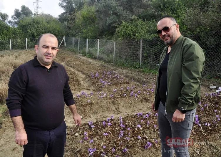 İki girişimci arkadaş, safran ve salep bitkisi yetiştirdi