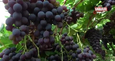 Turfanda ’siyah inci’de hasat zamanı | Video