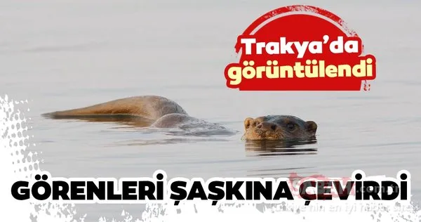 Trakya'daki yaban hayatı görüntülendi