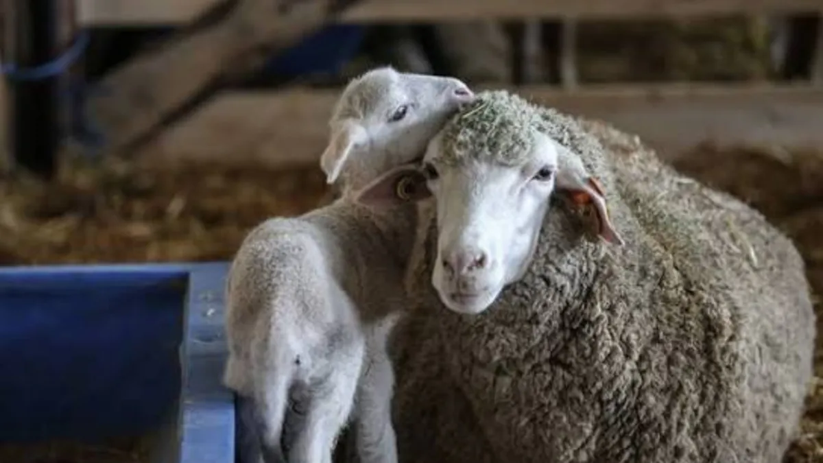 TİGEM 60 ton merinos yapağını satışa çıkarıyor! İhale tarihi belli oldu TİGEM 60 ton merinos yapağını satışa çıkarıyor! İhale tarihi belli oldu