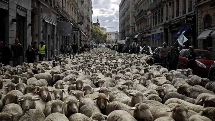 Fransa’da ilginç protesto: Koyunlar kurtlara karşı yürüdü!