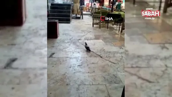 Güvercin, kediye yakalanmaktan son anda kurtuldu