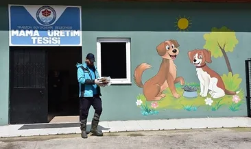 Sahipsiz hayvanlar yalnız değil