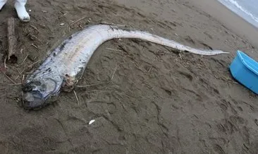 Kral Ringa Balığı nedir? Japon Mitolojisinde geçen Kral Ringa Balığı kaç metre boyundadır?