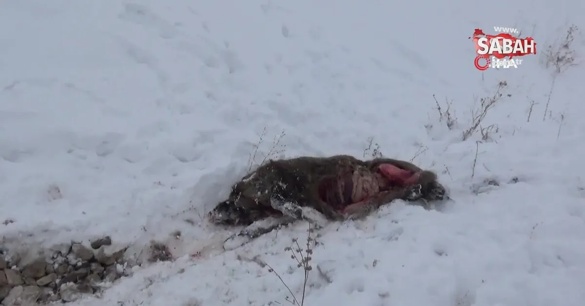 kars ta ac kalan kurtlar domuzlara saldirdi video