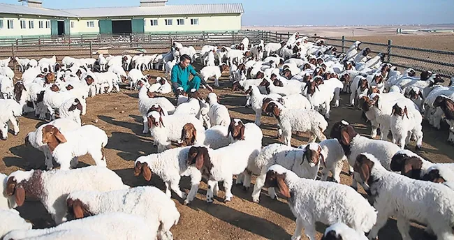 Tarımda yeni güç: Koyun sütü ekonomisi