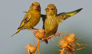 Rus devriminden Florya’ya