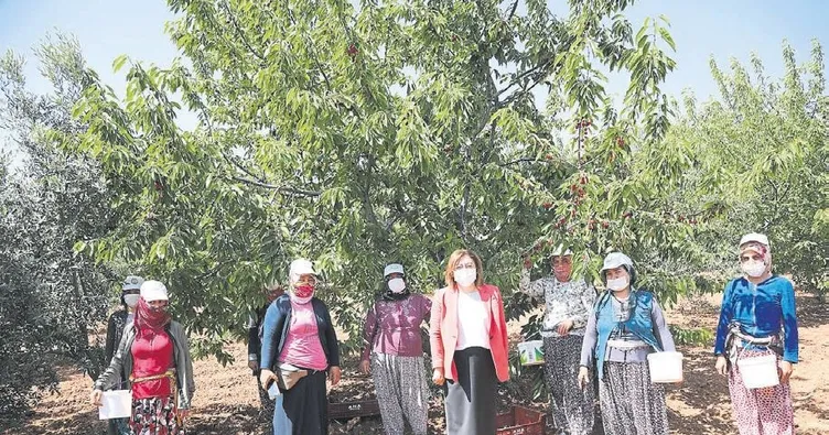 Başkan Şahin kiraz topladı