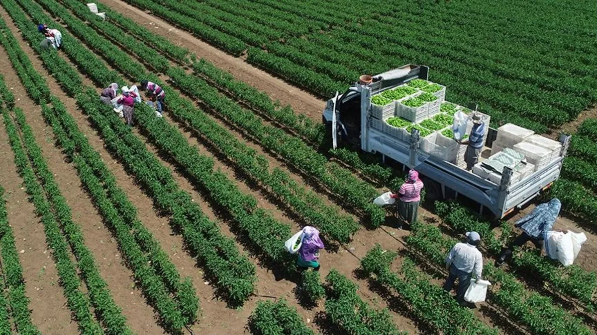 TÜİK açıkladı: Bitkisel üretim azaldı