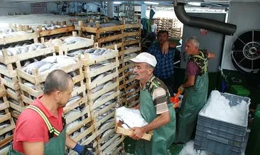 Denizden 30 ton palamutla döndü #duzce Denizden 30 ton palamutla döndü #duzce