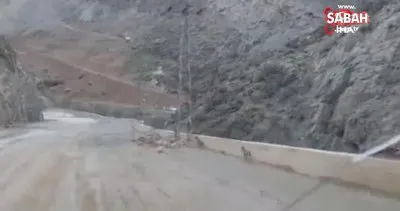 Yüksekova’da dağ keçileri görüntülendi | Video