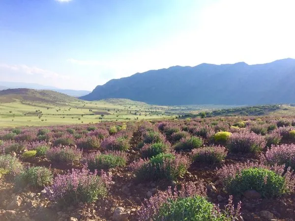 Burdur’da gül ve lavanta turizmi canlandırılacak