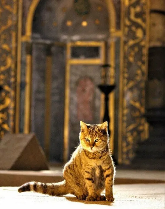 Dünyada en fazla fotoğrafı çekilen kedi! İşte Ayasofya’nın bekçisi Gli’nin sevimli halleri...